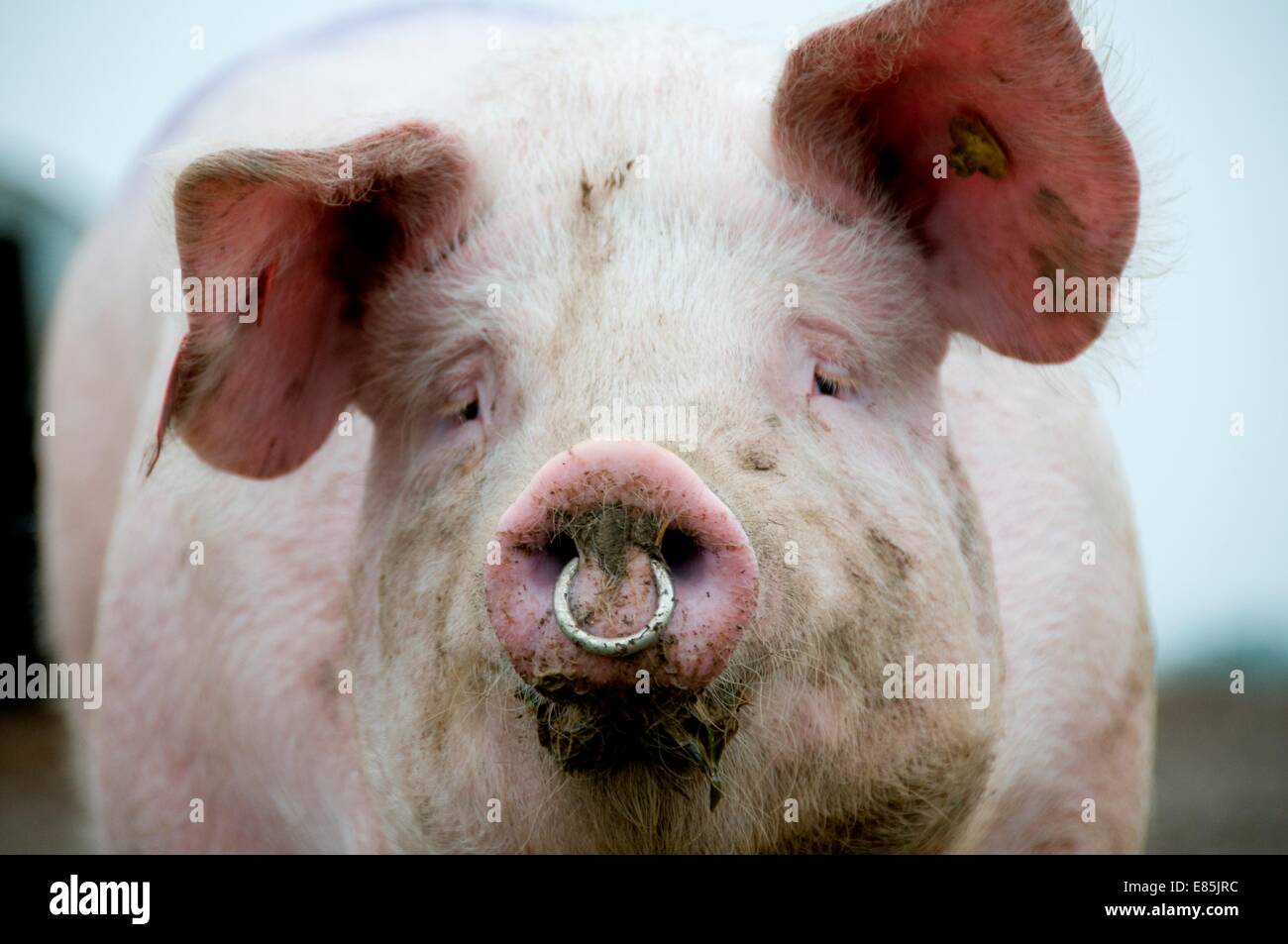 Pig With Nose Ring Stock Photos & Pig With Nose Ring Stock Images Alamy