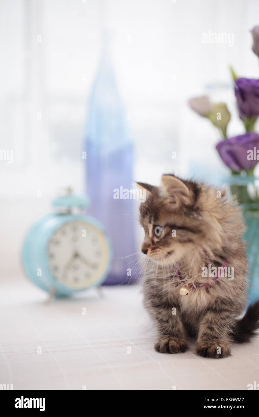 Cat kitten clock hires stock photography and images Alamy
