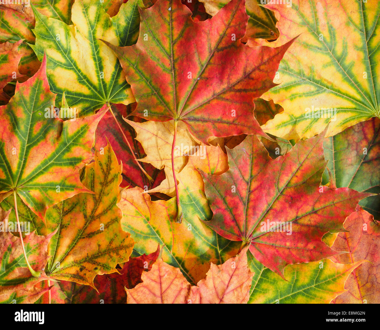 Fall leaf background Stock Photo Alamy