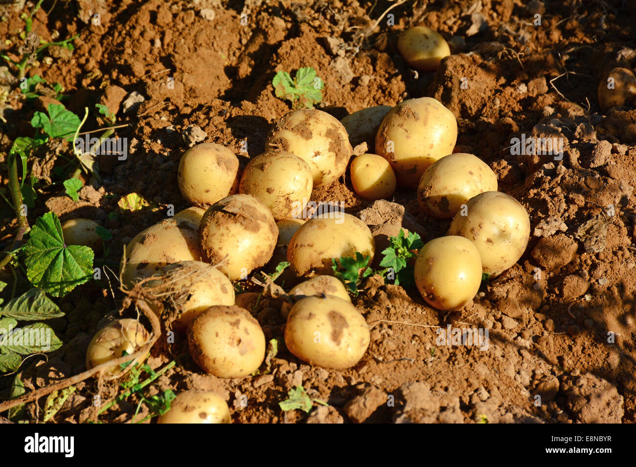 Potato objects hires stock photography and images Alamy