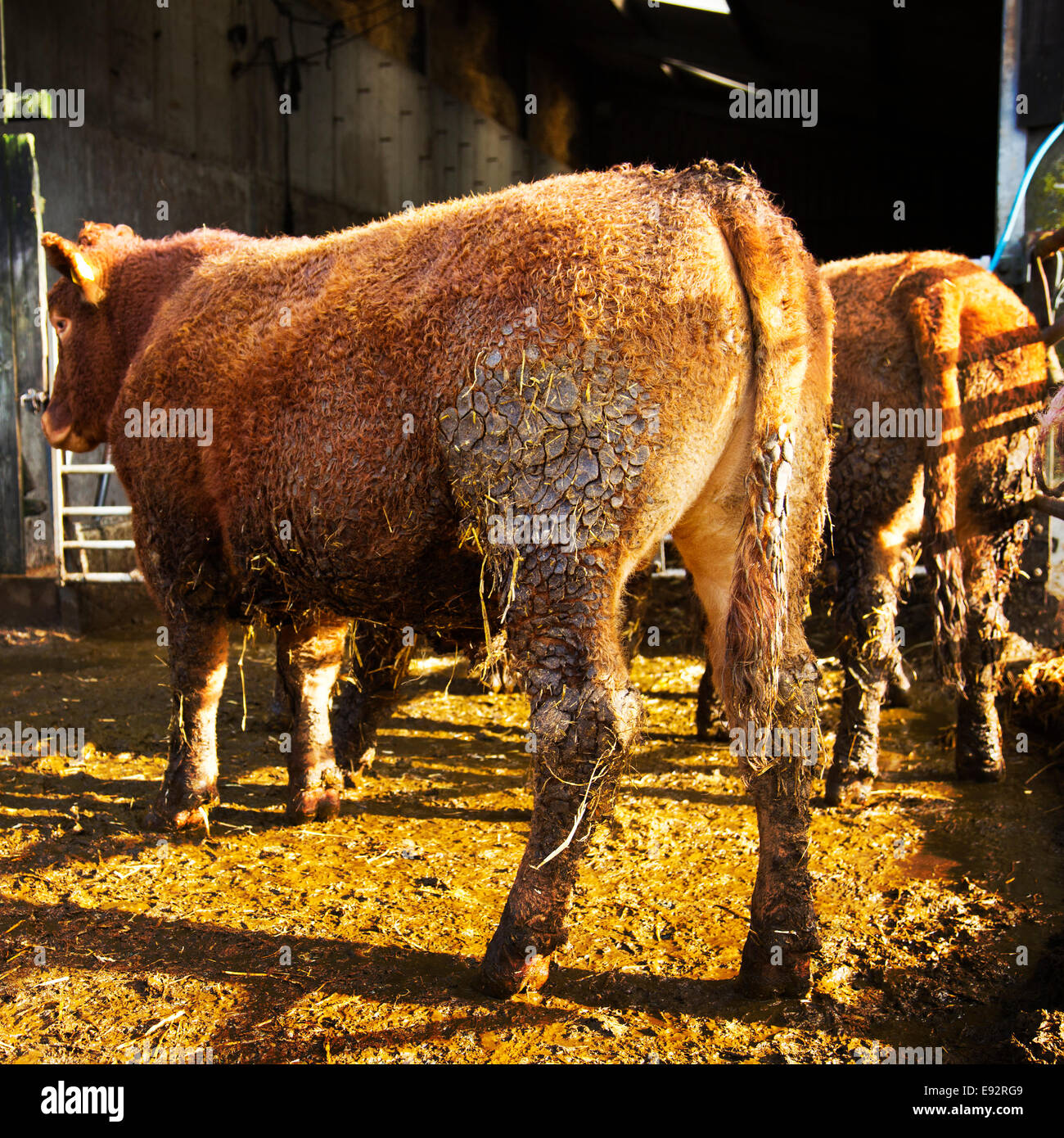 Beef cattle shed uk hires stock photography and images Alamy