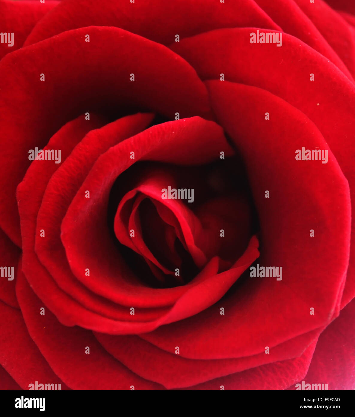 Red rose background Stock Photo Alamy