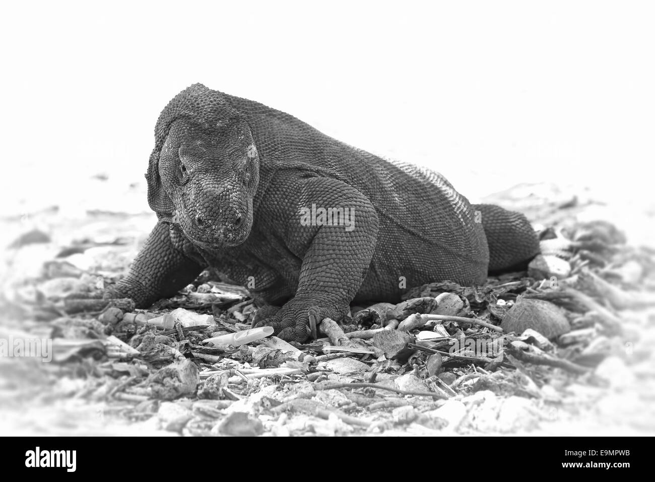 Komodo dragon Black and White Stock Photos & Images Alamy