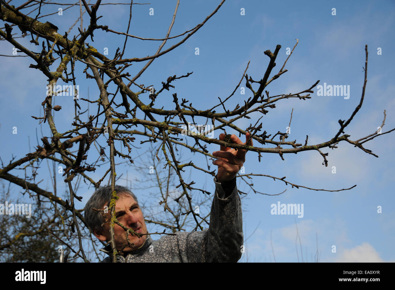 Apple tree pruning Stock Photo Alamy