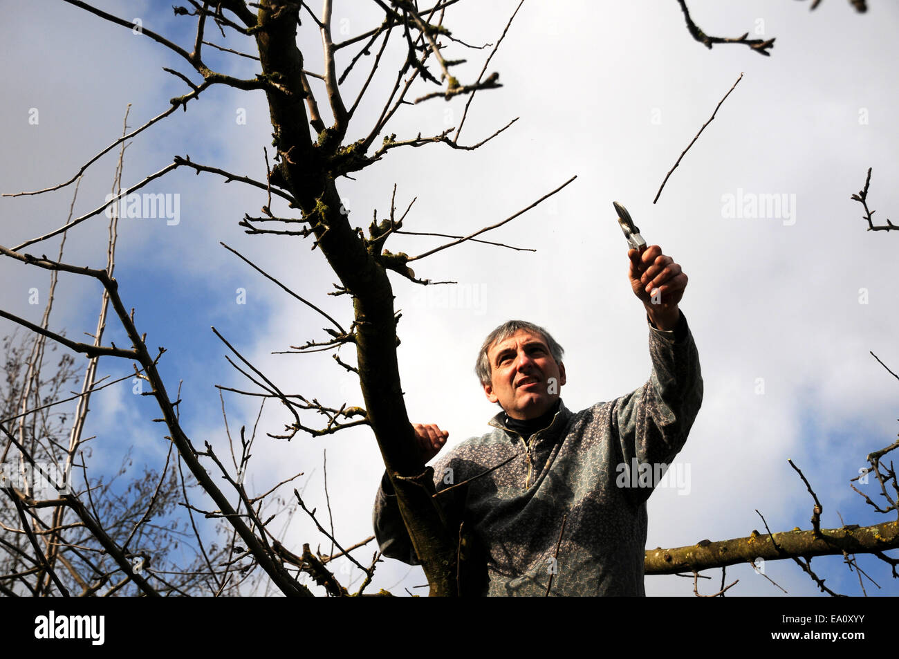 Apple tree pruning Stock Photo Alamy