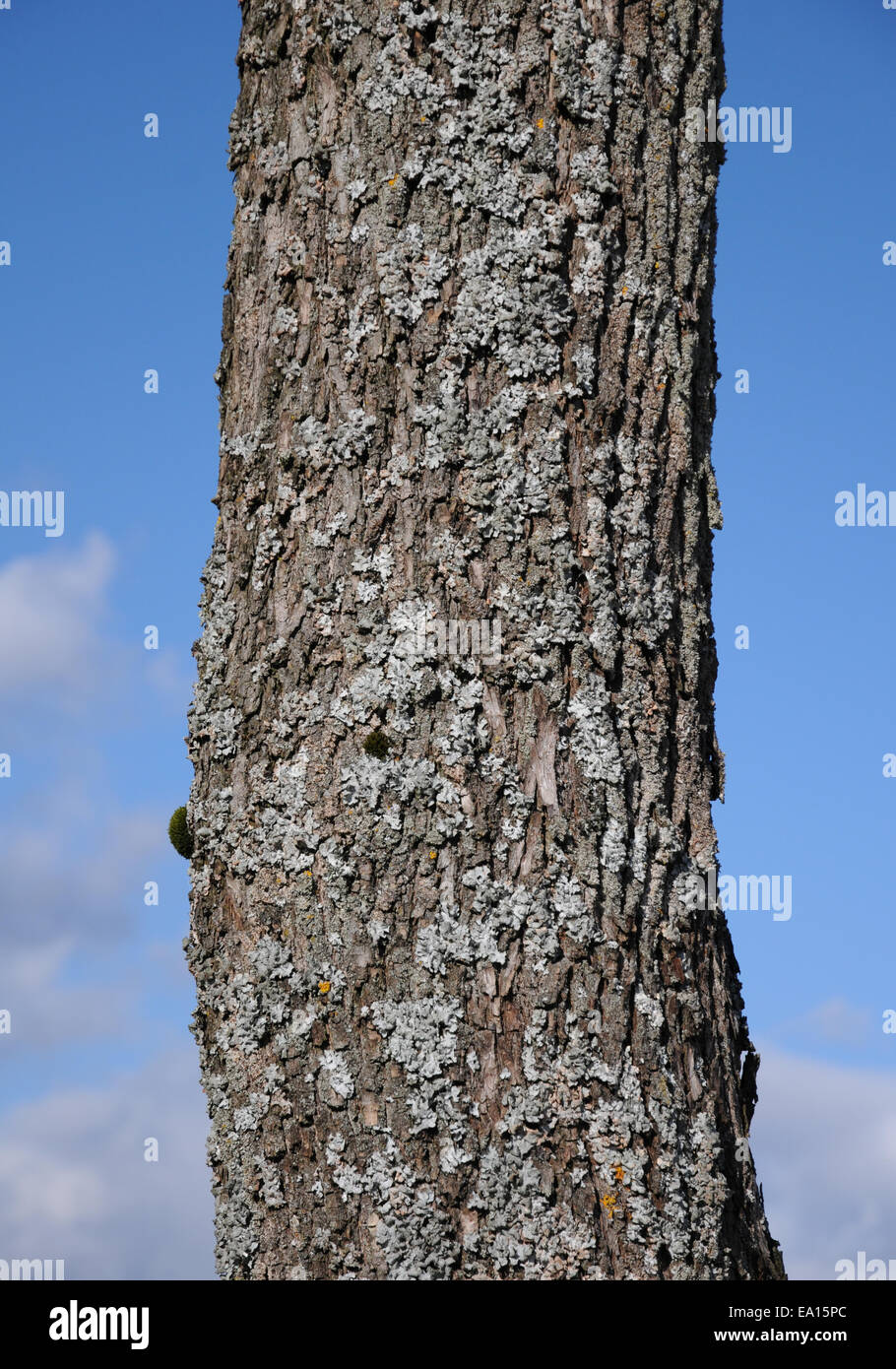 Cork Bark Maple High Resolution Stock Photography and Images Alamy