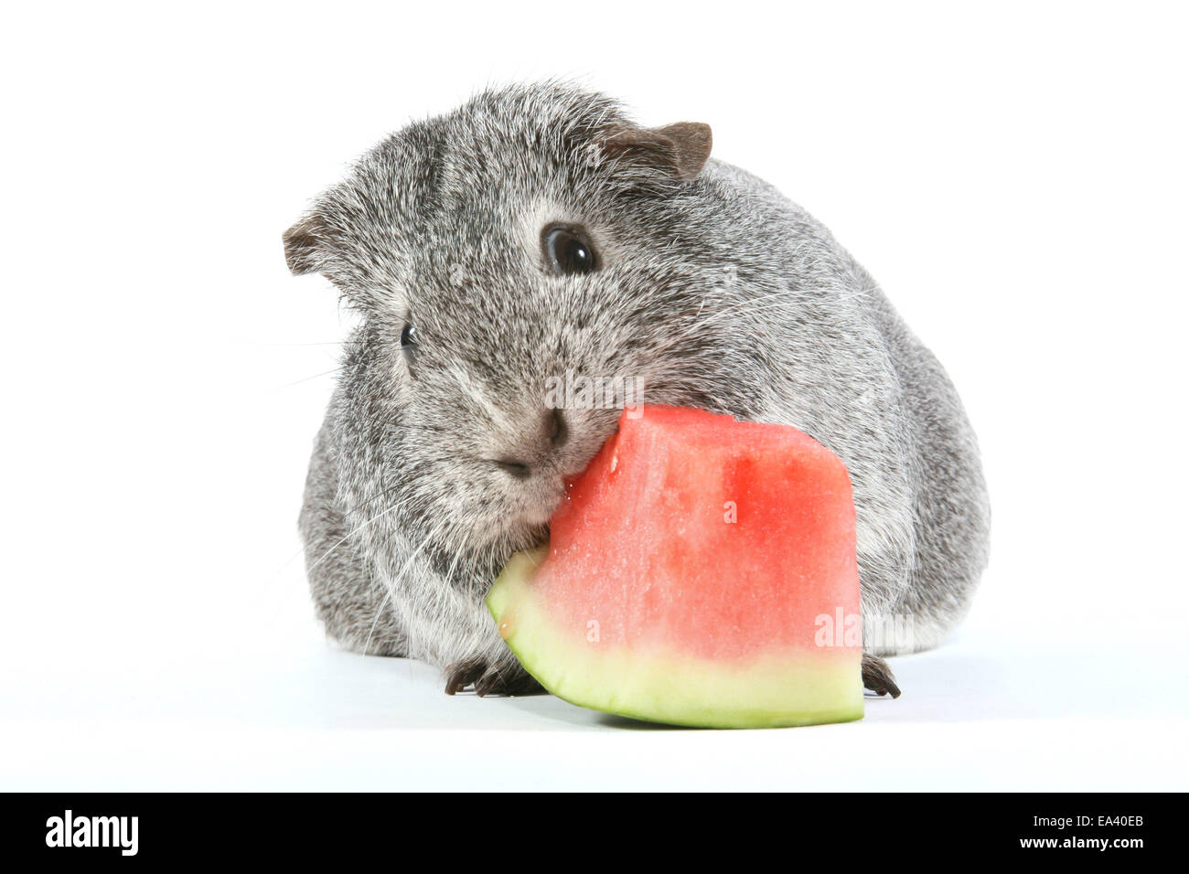 guinea pig eats melon Stock Photo Alamy