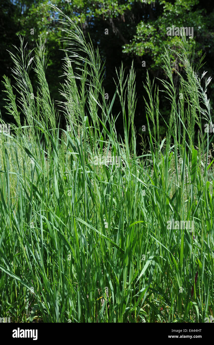 Cheat grass bromus hires stock photography and images Alamy