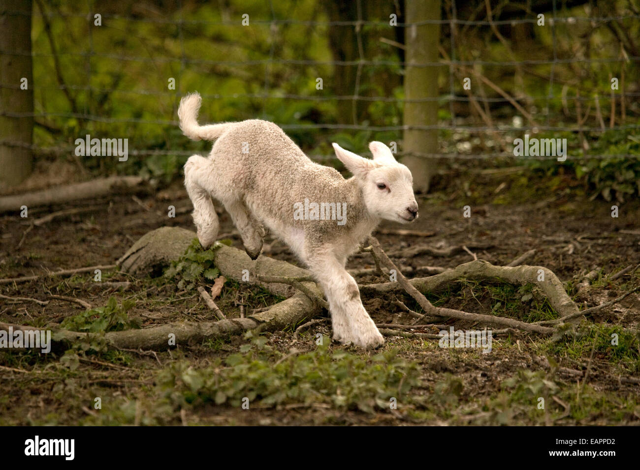 Lamb playing Stock Photo Alamy