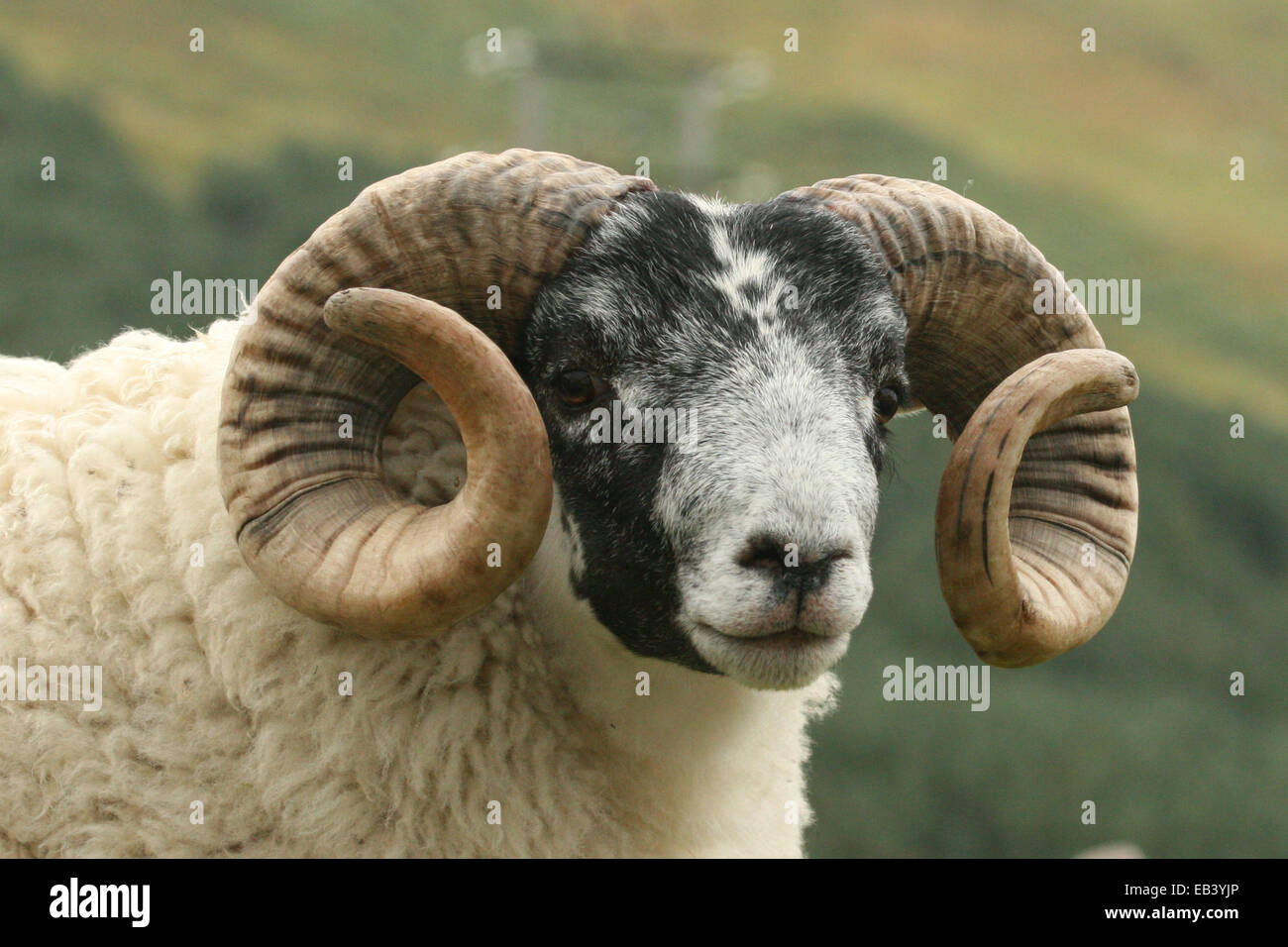 Ram's head Stock Photo Alamy