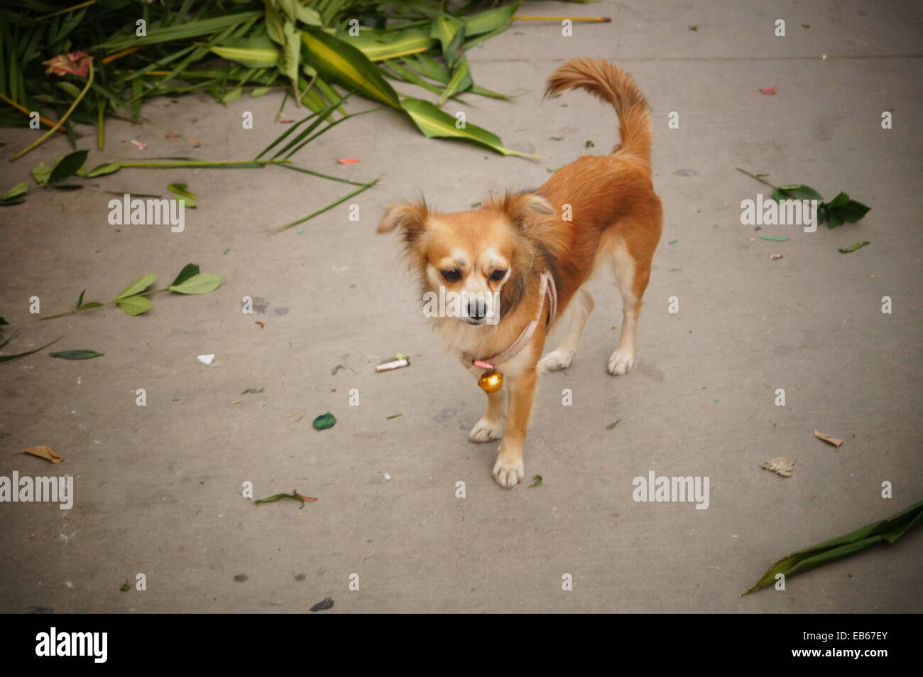 A yellow dog Stock Photo Alamy