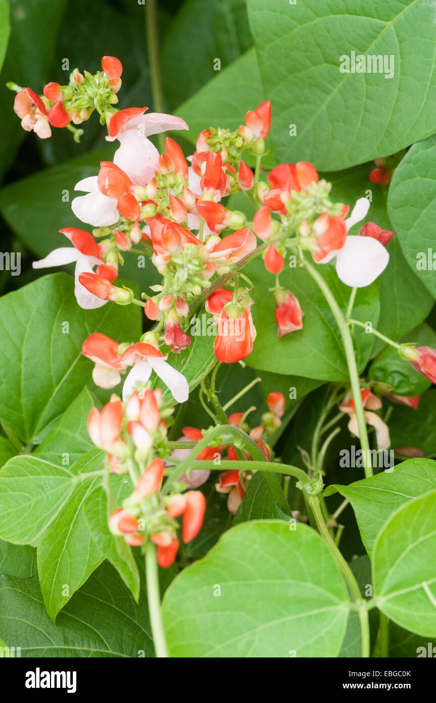 runner bean flower Stock Photo Alamy