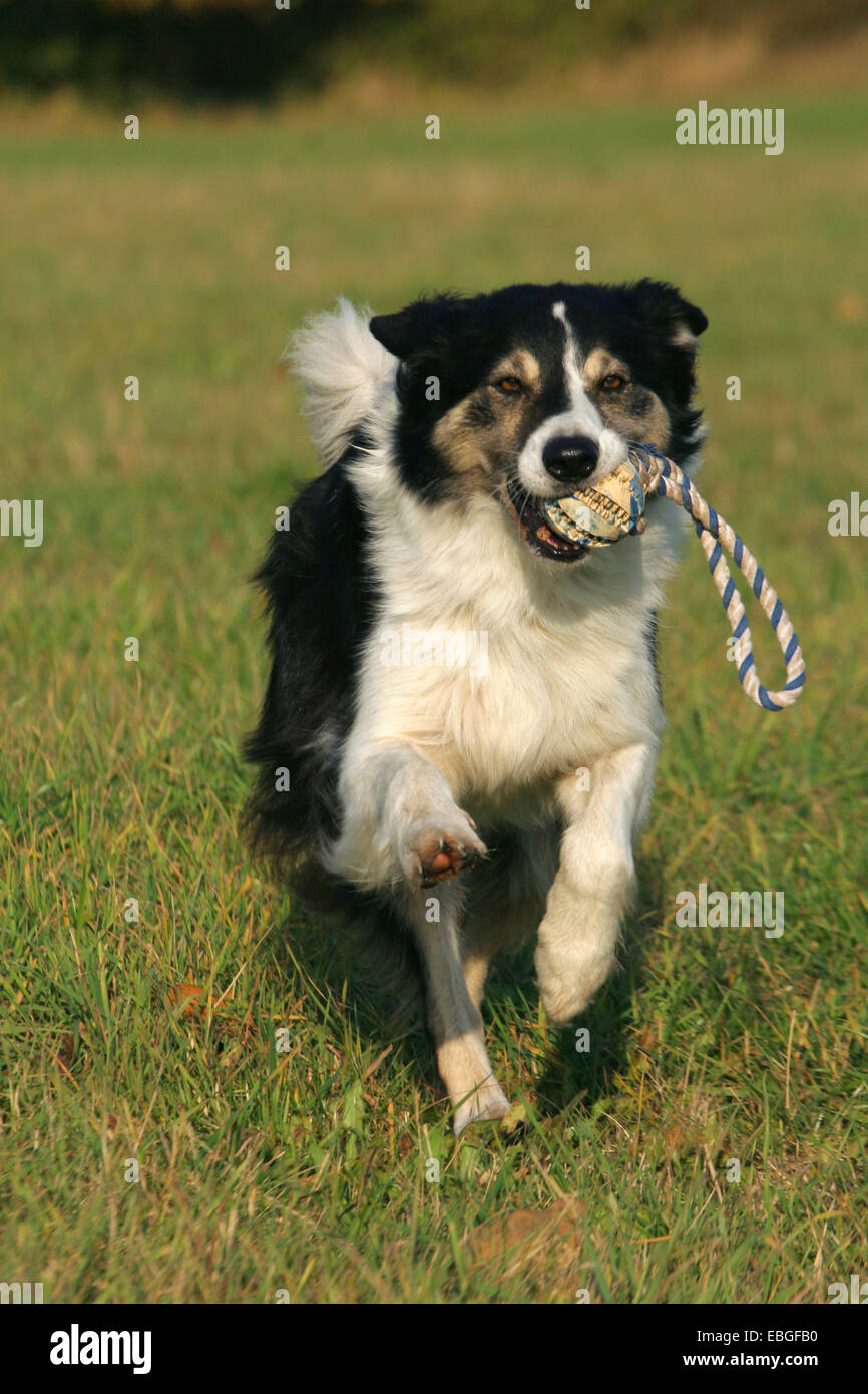 playing Border Collie Stock Photo Alamy