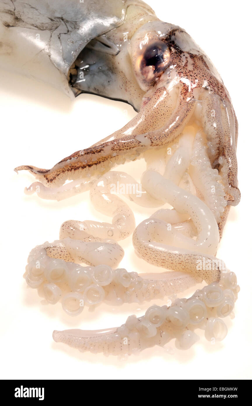 Squid eating hires stock photography and images Alamy