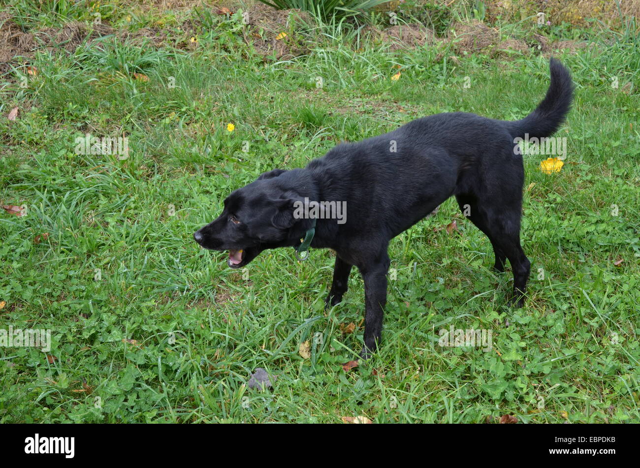 Black dog barking hires stock photography and images Alamy