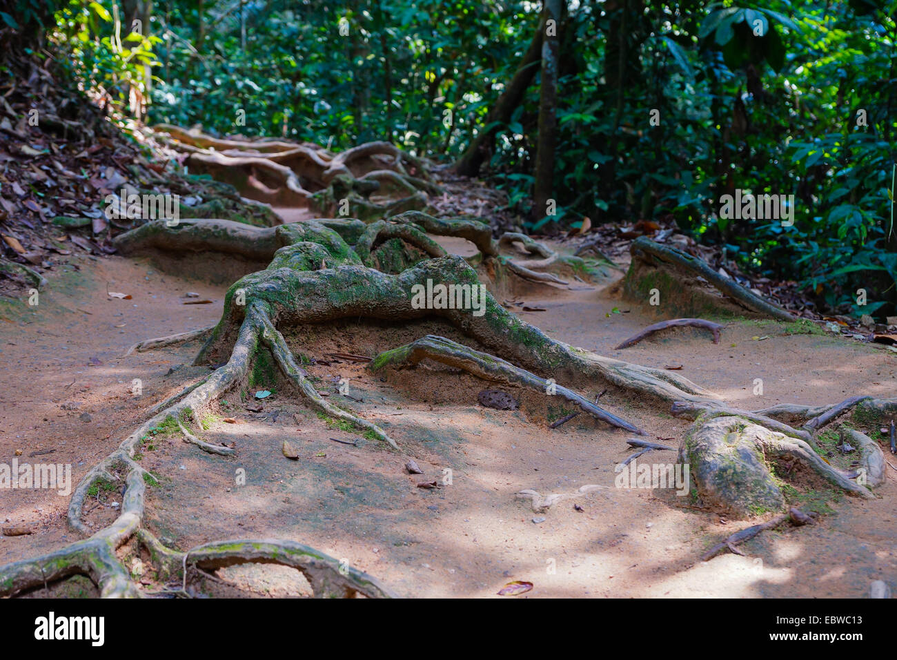 tree roots growing on a path Stock Photo Alamy