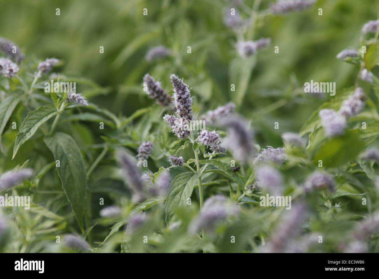 Mint flowering hires stock photography and images Alamy