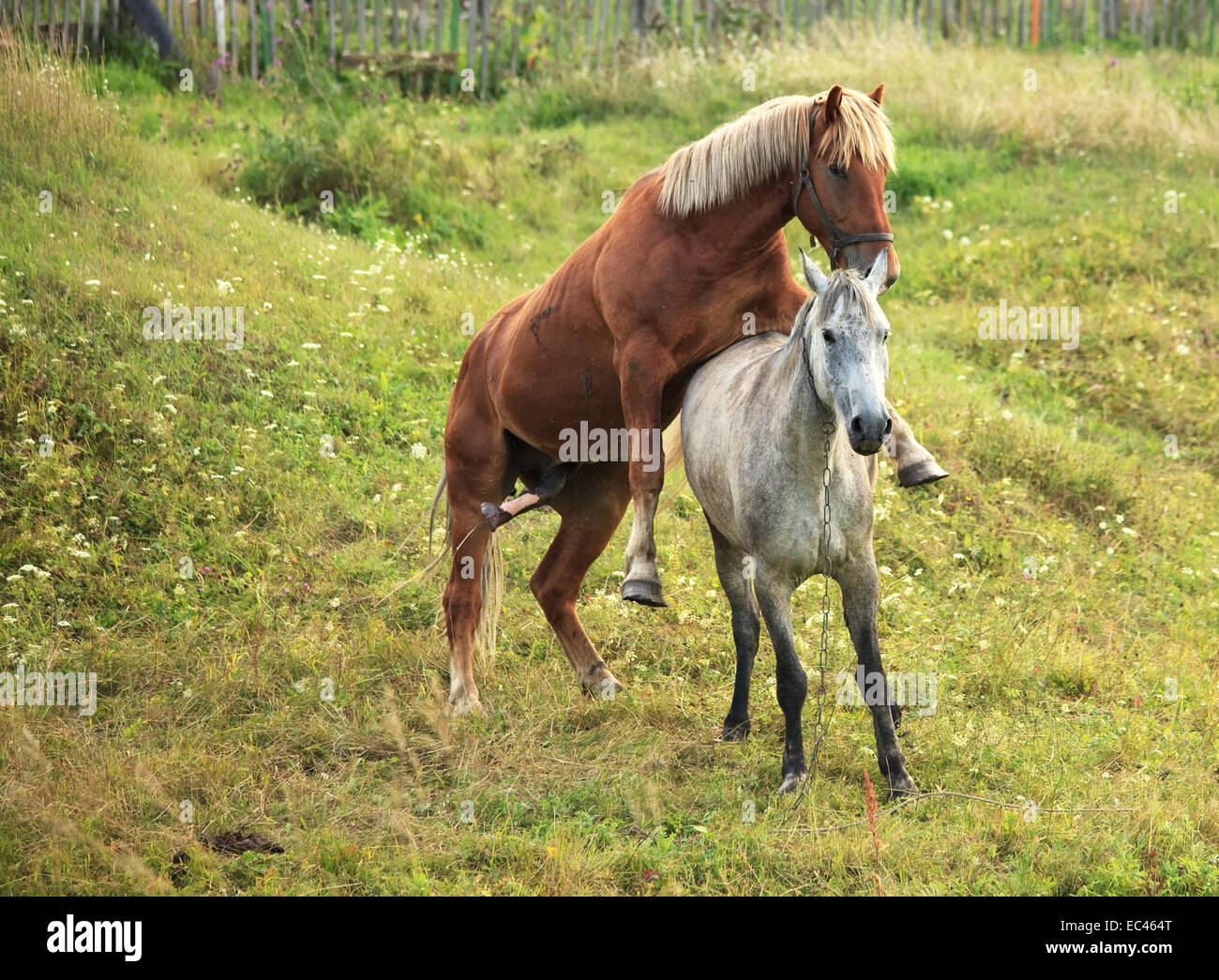 Mare and stallion mating hires stock photography and images Alamy