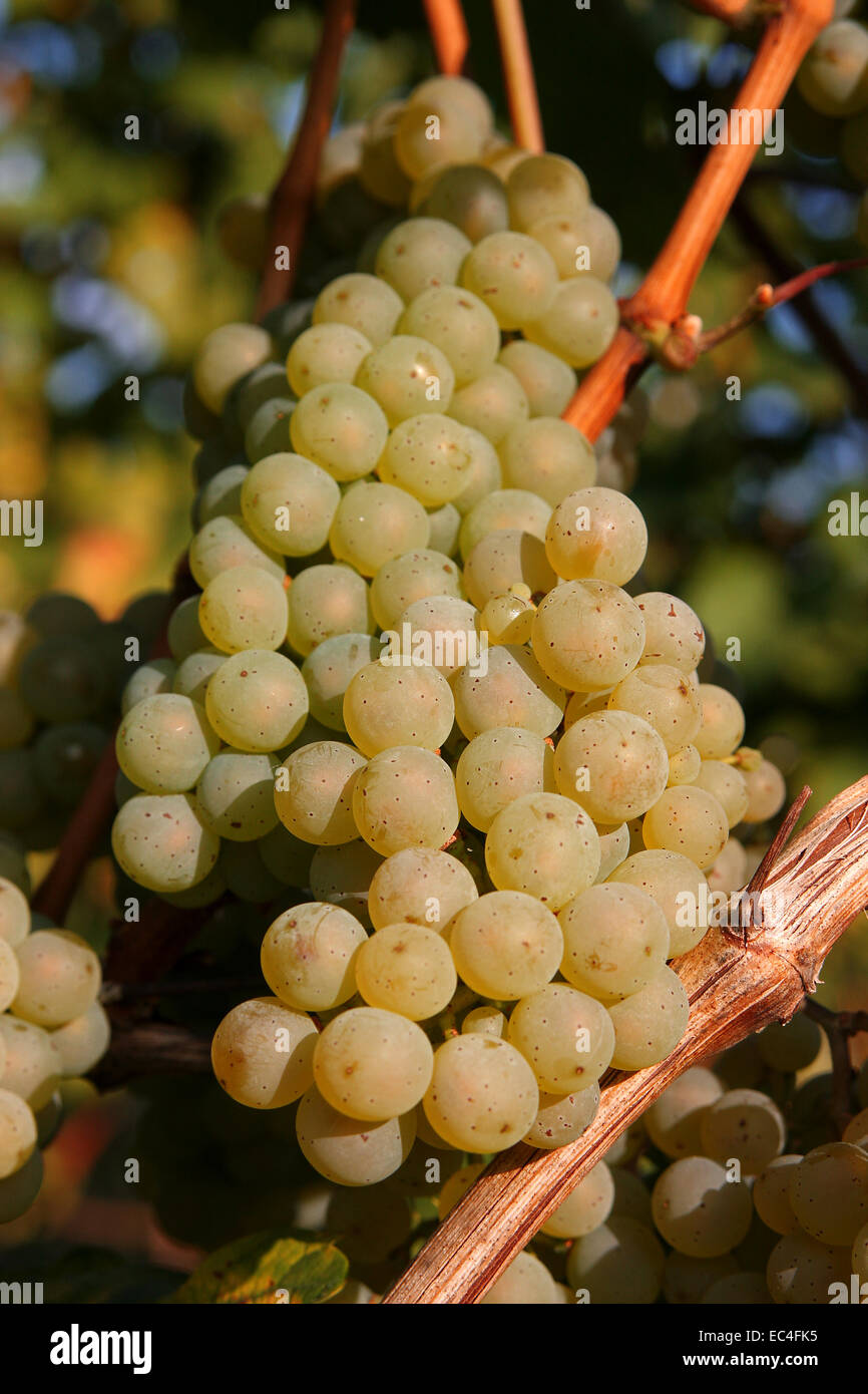 white wine grape Stock Photo Alamy