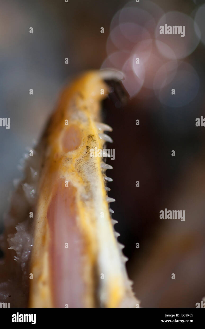 Spawned hires stock photography and images Alamy