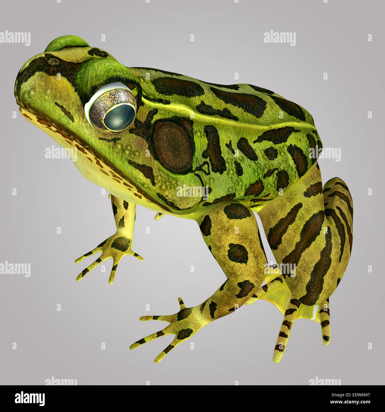 Hyla caerulea hires stock photography and images Alamy