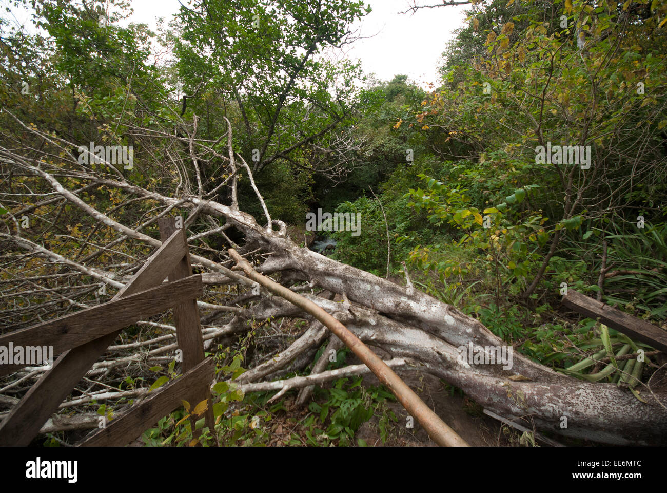 Trees fallen down Stock Photo Alamy