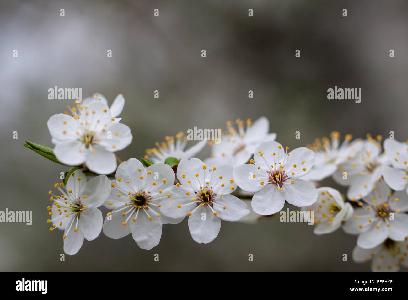 Flowers fruit trees Stock Photo Alamy