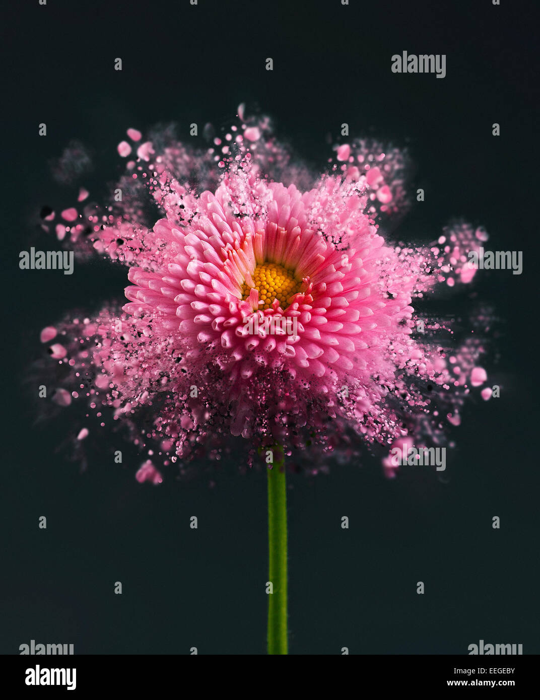 Exploding flower hires stock photography and images Alamy