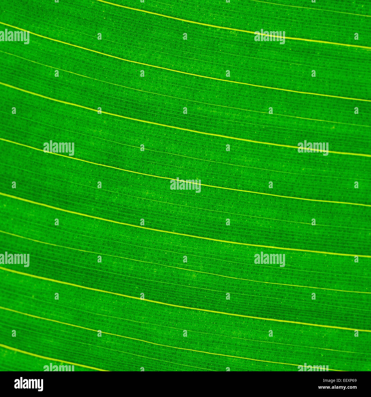 Green leaf abstract background texture Stock Photo Alamy