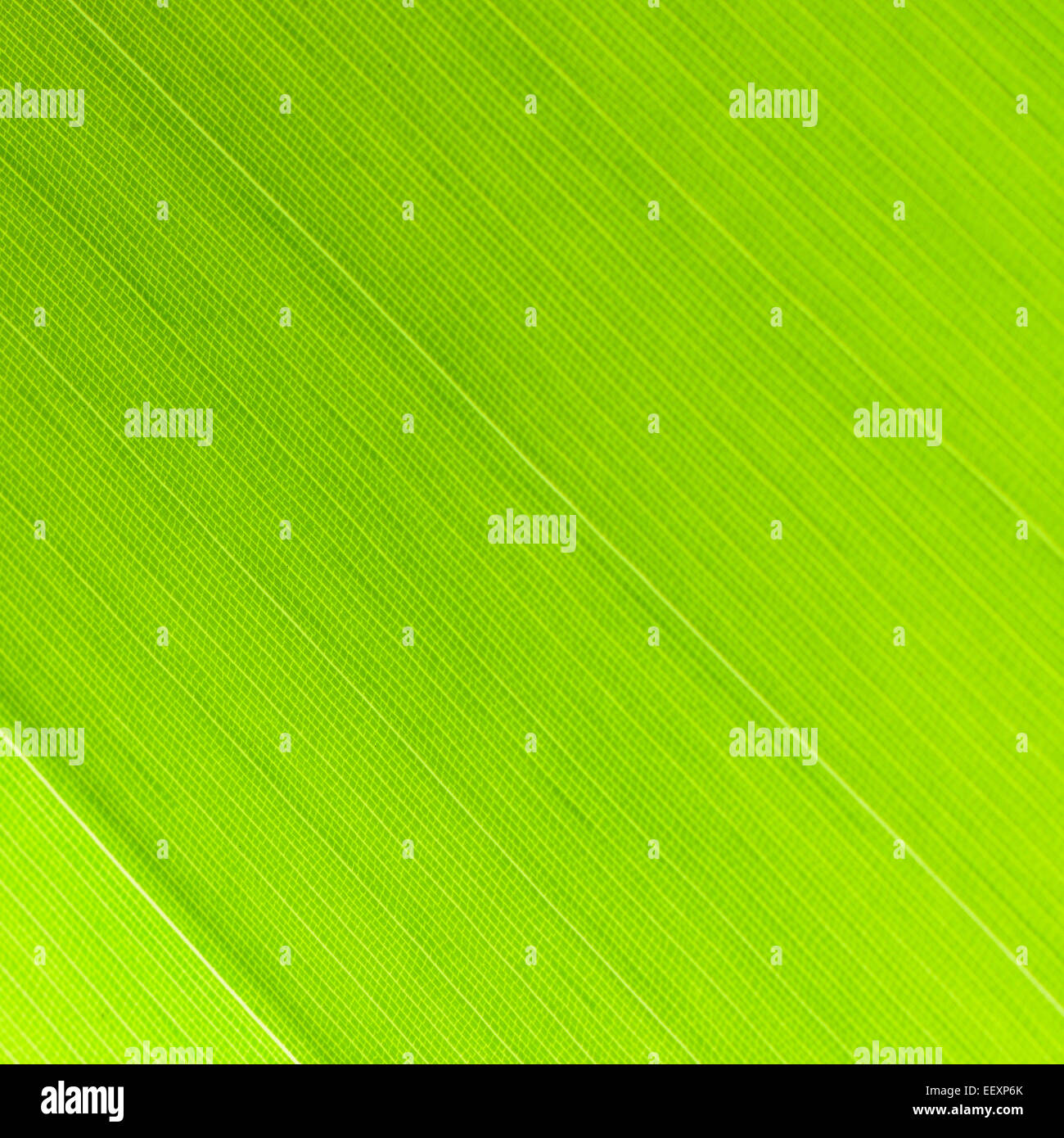 Green leaf abstract background texture Stock Photo Alamy