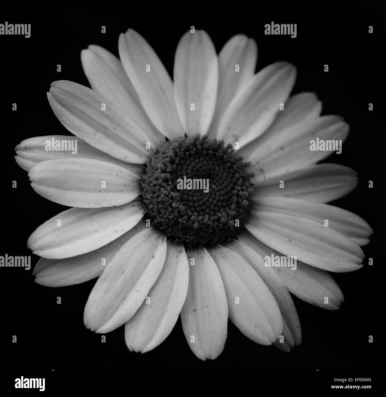 Wallpaper daisy flower Black and White Stock Photos & Images Alamy