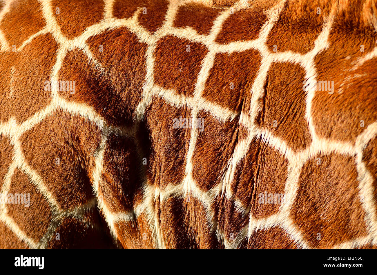 Giraffe body camouflage markings on hide Stock Photo 78121860 Alamy