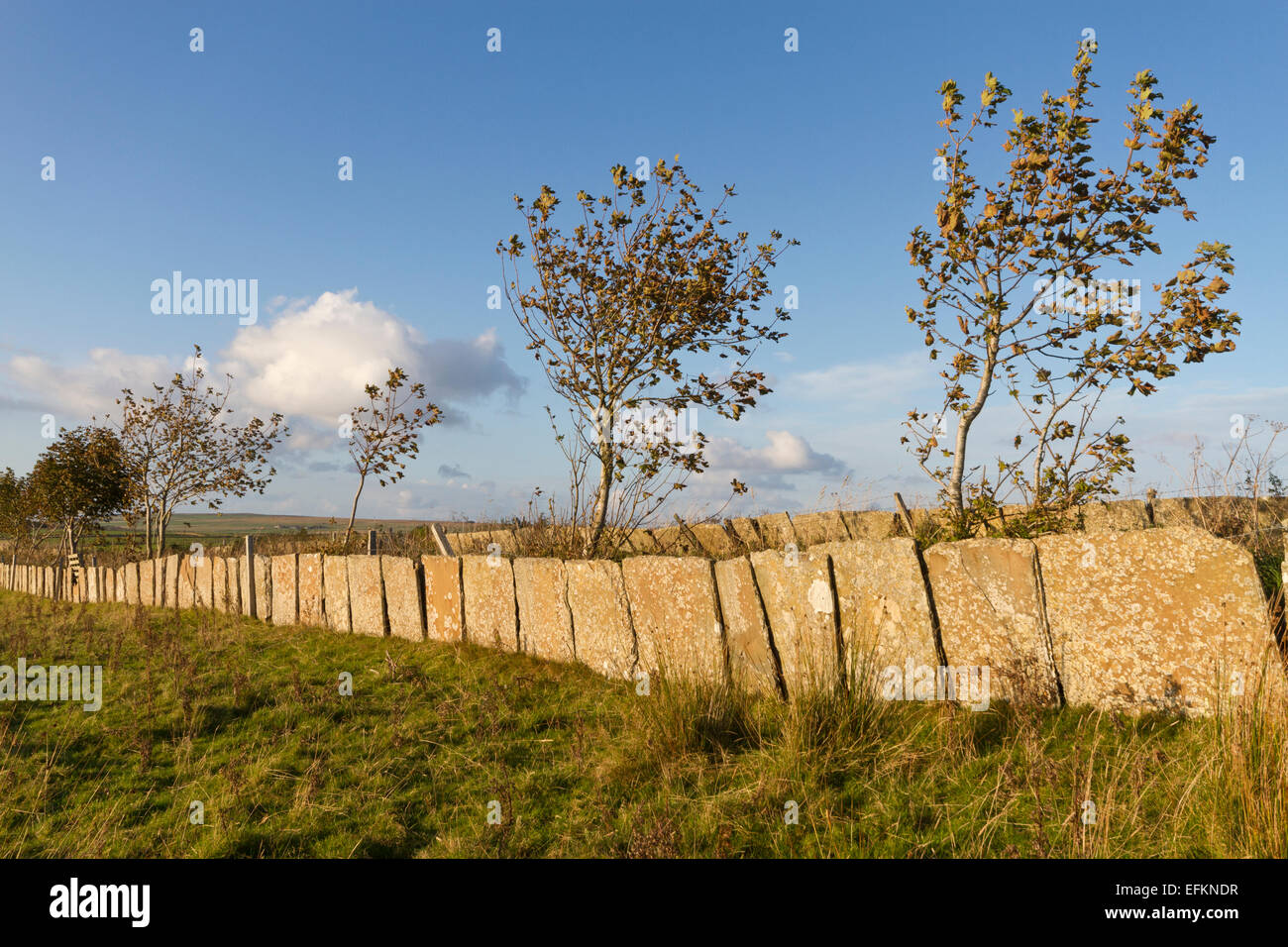 Flagstone hires stock photography and images Alamy