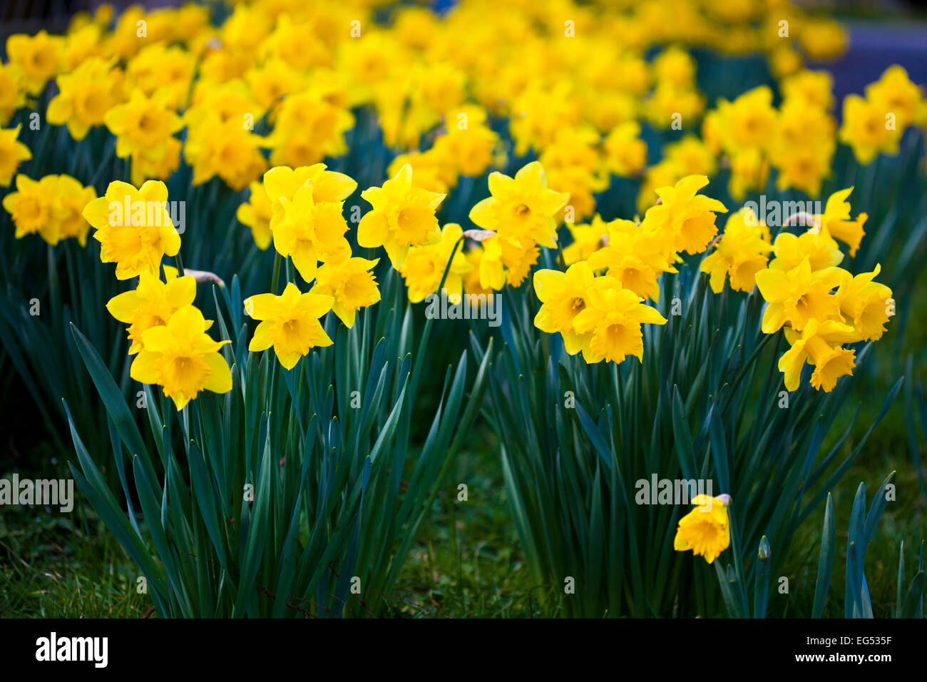 Wales National Flower High Resolution Stock Photography and Images Alamy