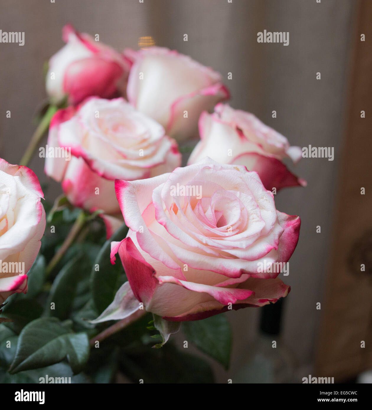 Roses in vintage style. Pink flower background Stock Photo Alamy