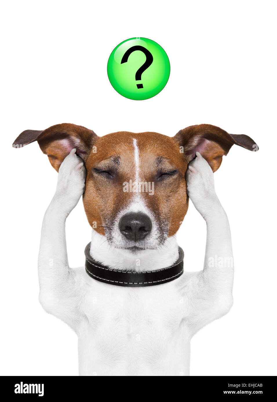 dog question mark Stock Photo Alamy