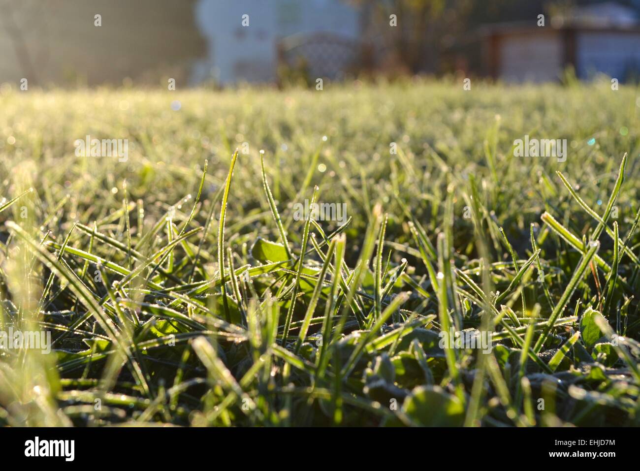 Grass winter hires stock photography and images Alamy