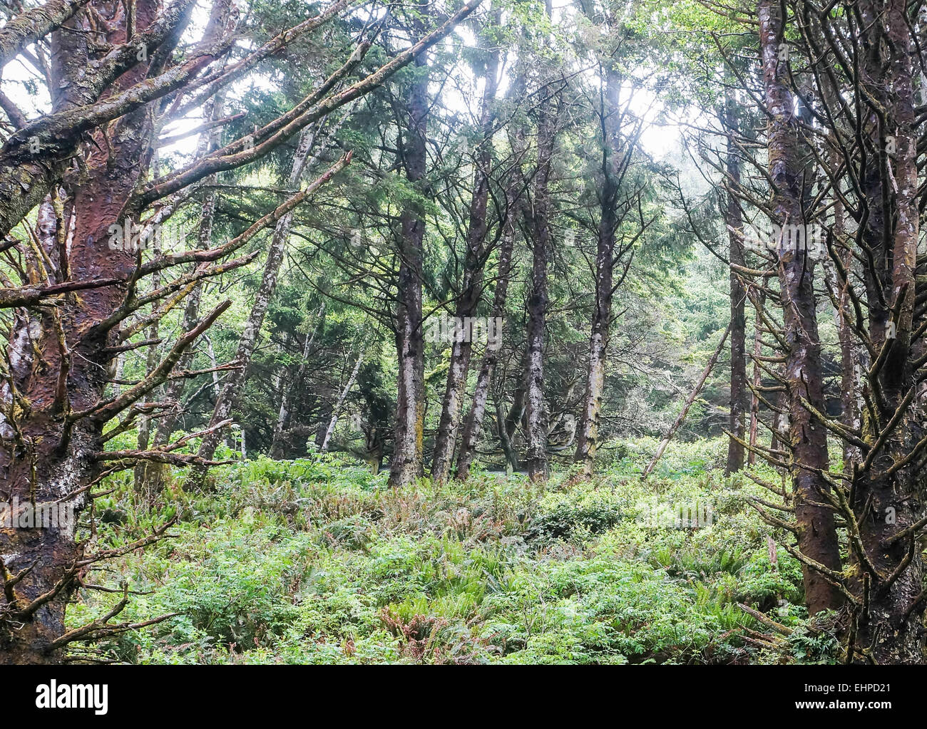 Forest glade hires stock photography and images Alamy