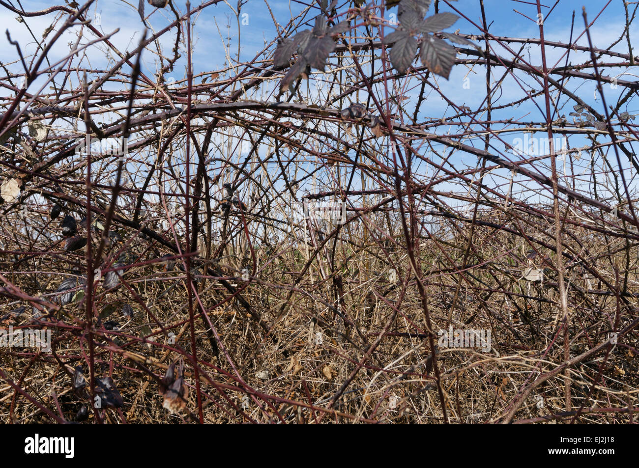 Brambles Stock Photo 79963332 Alamy