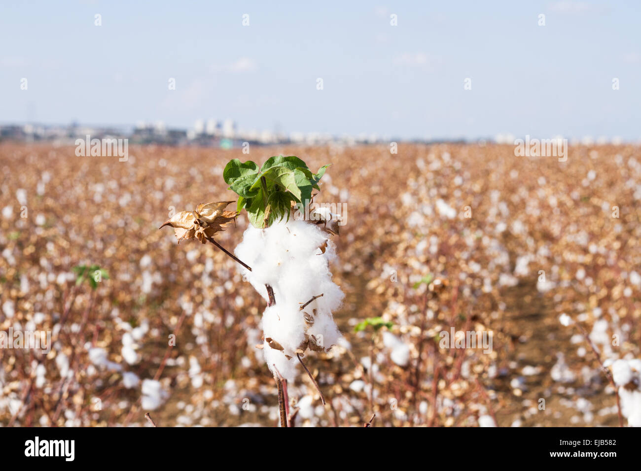 Cotton picking texas hires stock photography and images Alamy