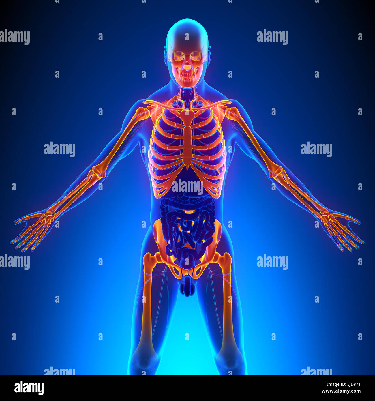 Upper body anatomy hires stock photography and images Alamy