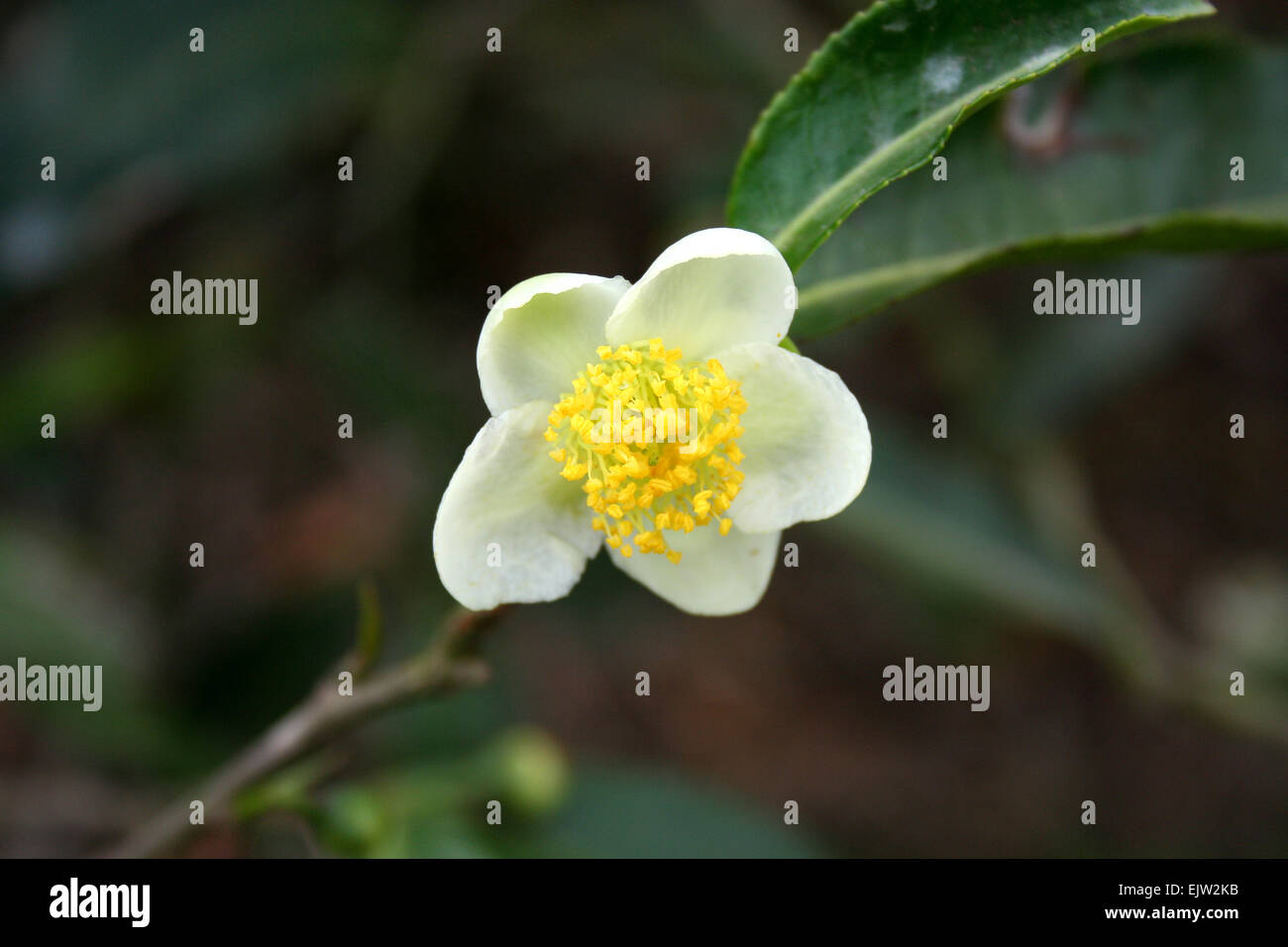 Tea plant hires stock photography and images Alamy
