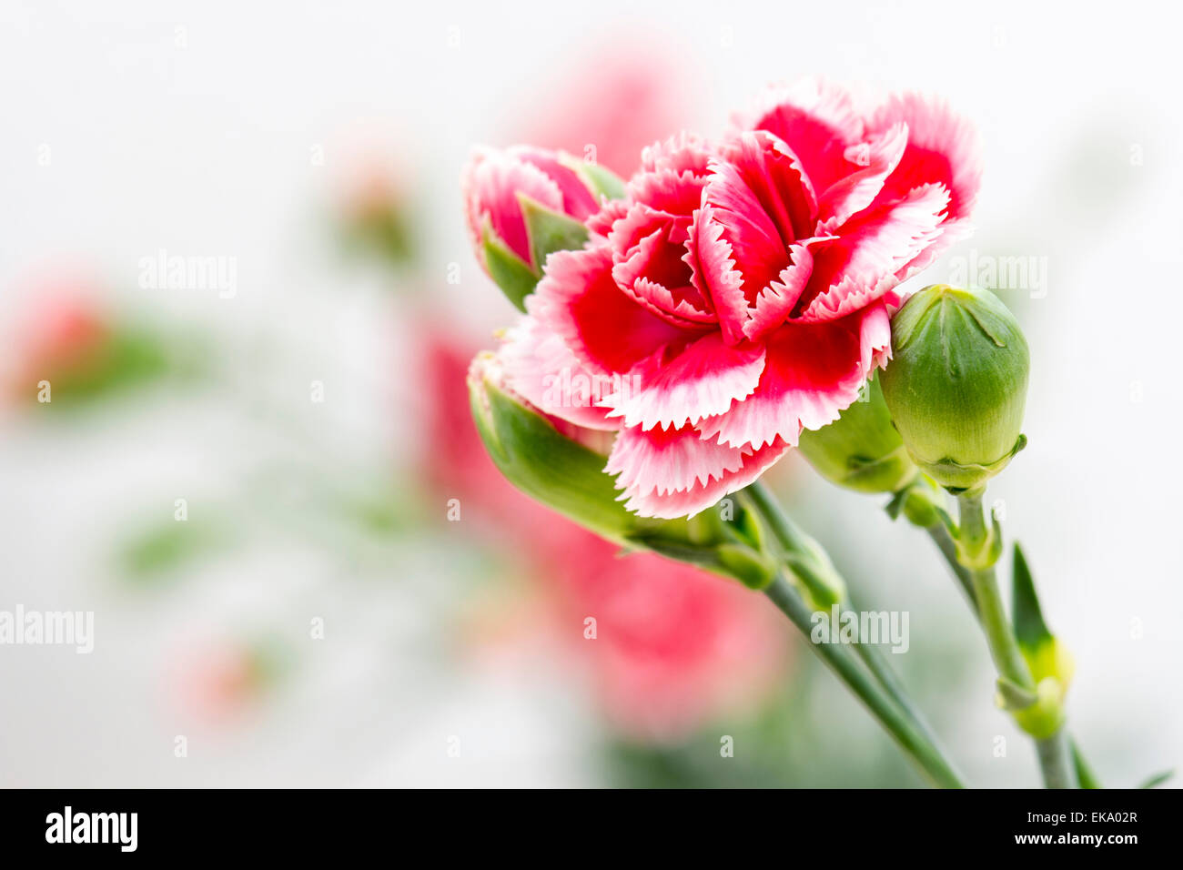 Red carnation carnations isolated hires stock photography and images
