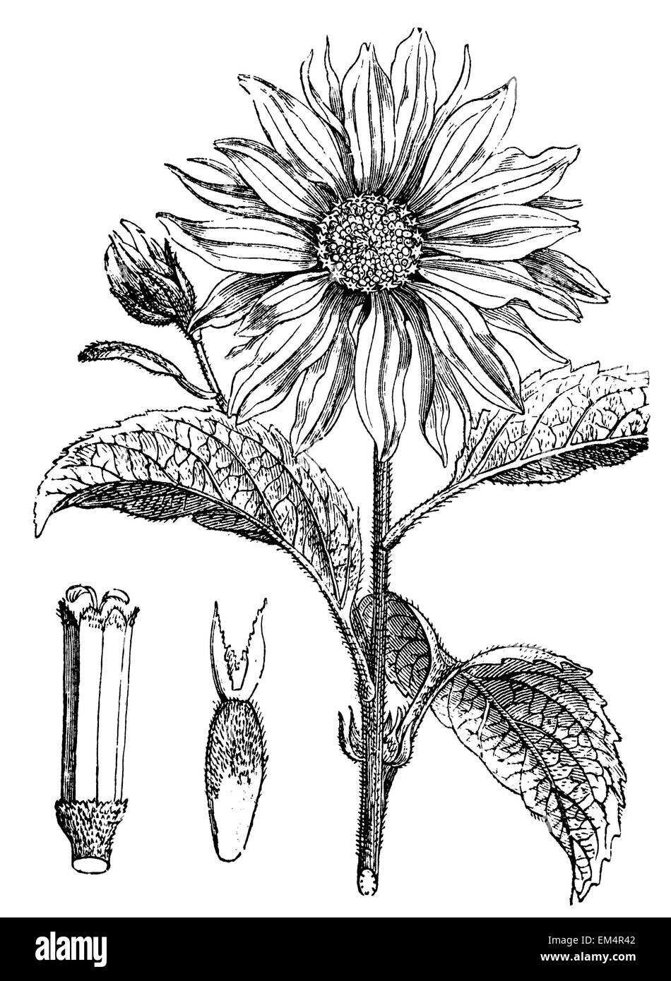 Sunflower illustration Cut Out Stock Images & Pictures Alamy