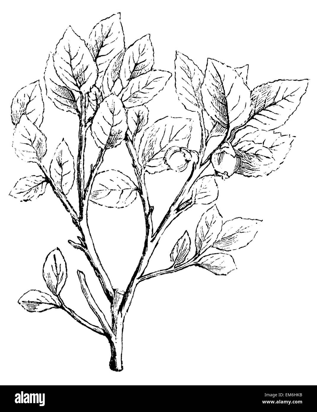 Botanical drawing blueberry hires stock photography and images Alamy