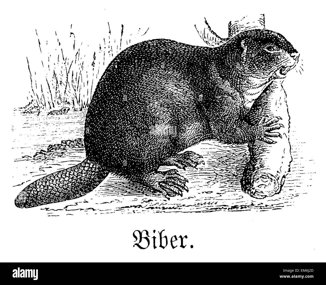 Black beaver hires stock photography and images Alamy
