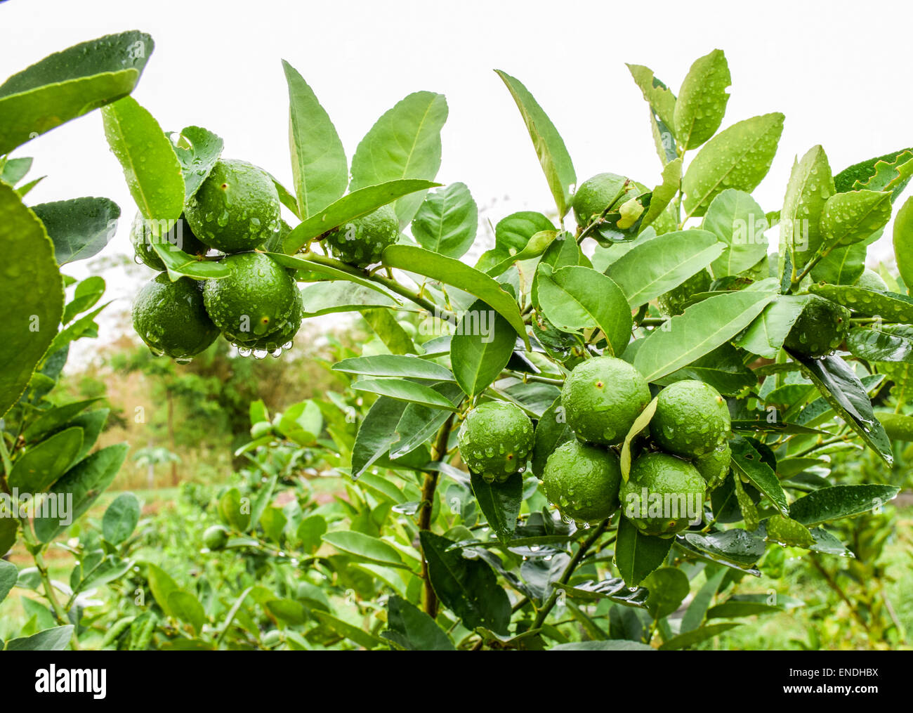 Growing Limes Stock Photo Alamy