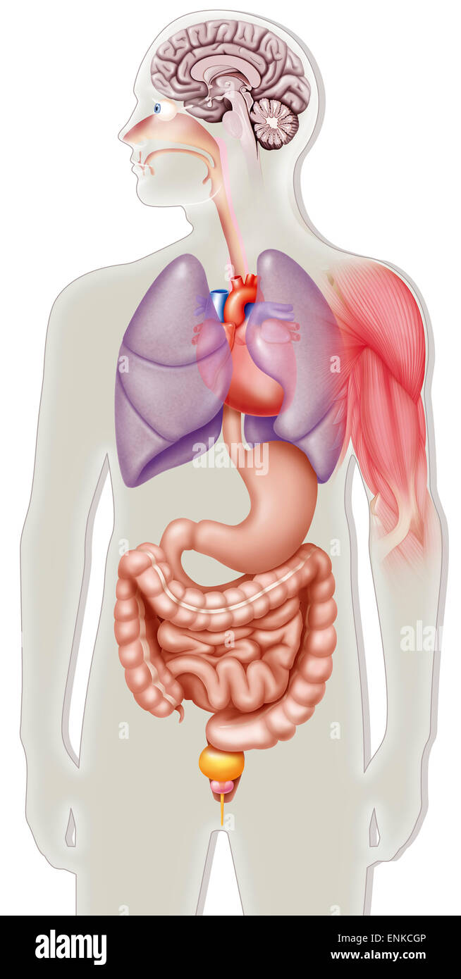 Caffeine side effect Stock Photo Alamy