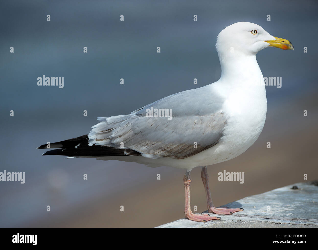 Herring Gull Stock Photo Alamy