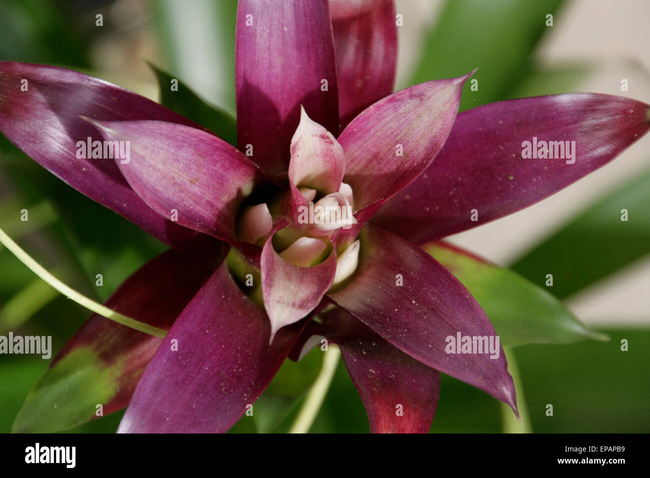 Bromeliad house plant hires stock photography and images Alamy